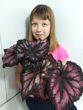 Бегония DS-Праздник 2 07122020